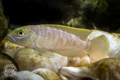 Lamprologus callipterus Cichlidae