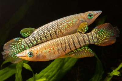 Aplocheilus lineatus Aplocheilidae