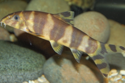 Botia udomritthiruji Cobitidae