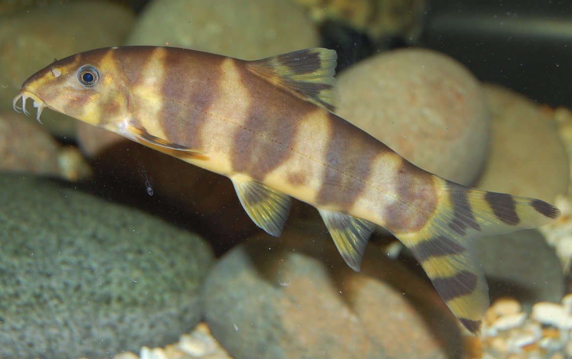 Botia udomritthiruji