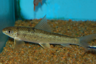 Crossocheilus latius Cyprinidae