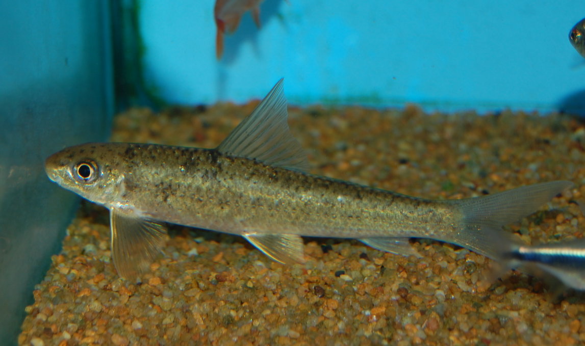 Crossocheilus latius