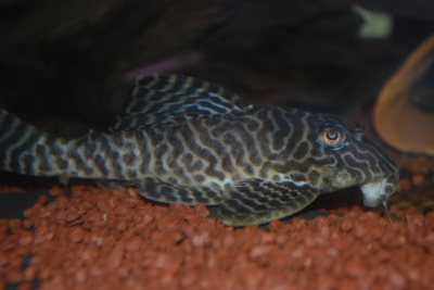Hypancistrus sp. "King Tiger" Loricariidae