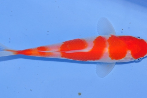 Cyprinus rubrofuscus « Koï »