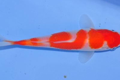 Cyprinus rubrofuscus « Koï » Cyprinidae