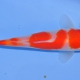 picture of Cyprinus rubrofuscus « Koï »