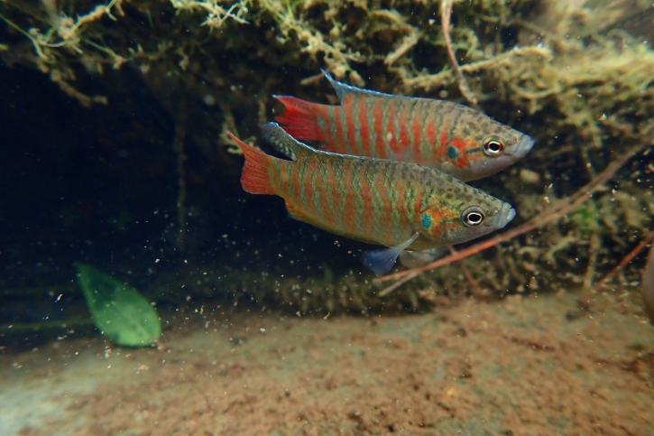 Poisson Paradis - Macropodus opercularis