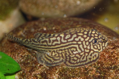 Sewellia lineolata Balitoridae