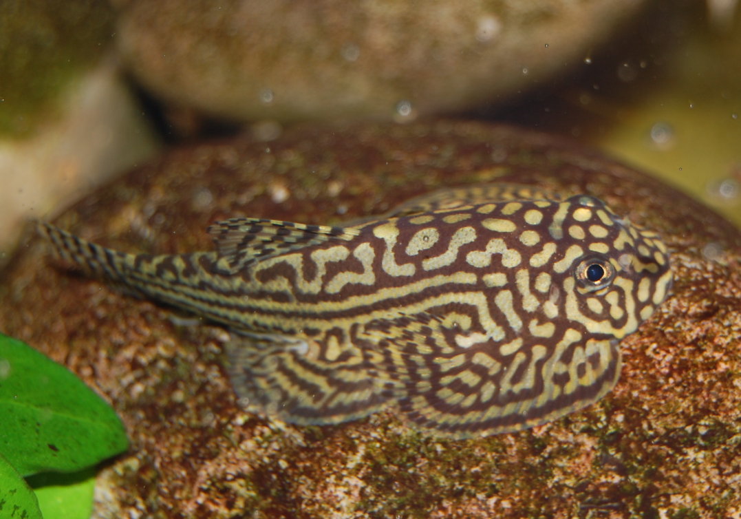 Sewellia lineolata