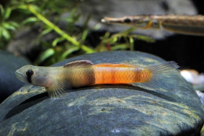 Sicyopus zosterophorus Gobiidae