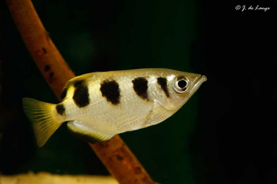 Toxotes jaculatrix Toxotidae