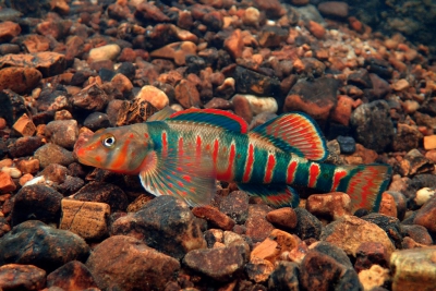 Etheostoma osburni Percidae