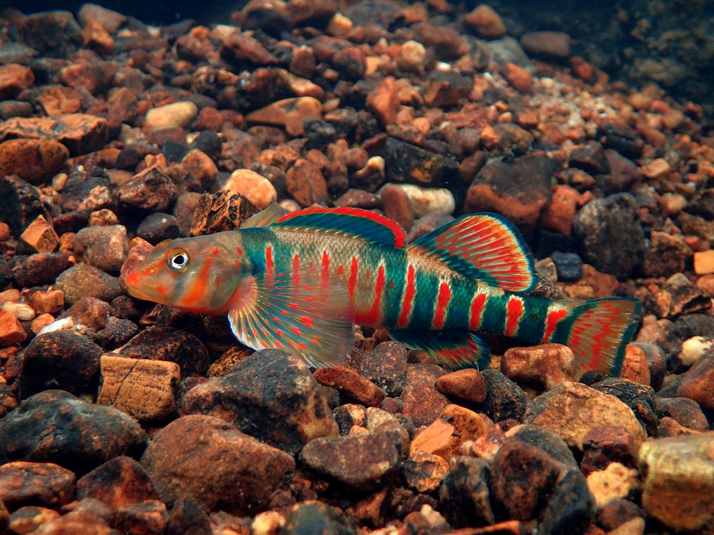 Etheostoma osburni