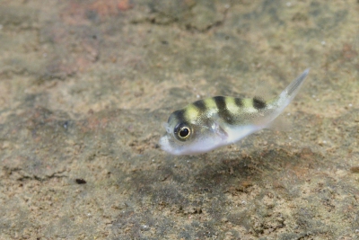 Colomesus psittacus Tetraodontidae