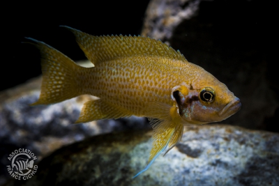 Neolamprologus helianthus Cichlidae