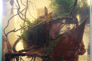 35 litres asiatique - Crevettes