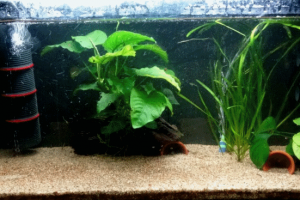 Biotope Amazonien