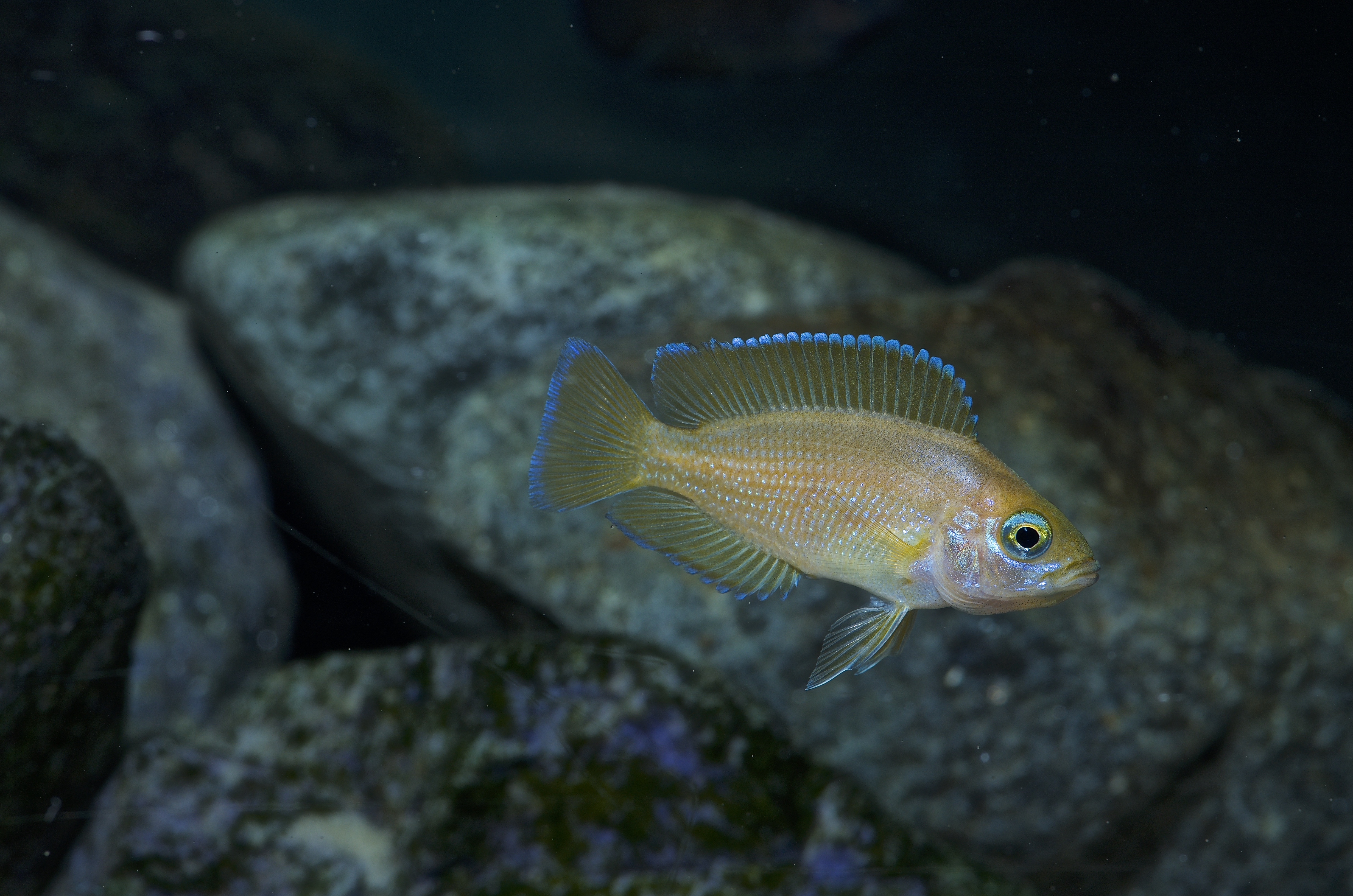 Variabilichromis moorii