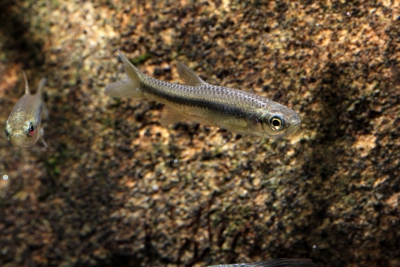 Aphyocypris kikuchii Xenocyprididae