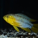 picture of Apistogramma borellii