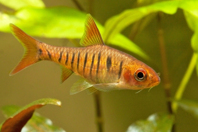 Barbus fasciolatus Cyprinidae
