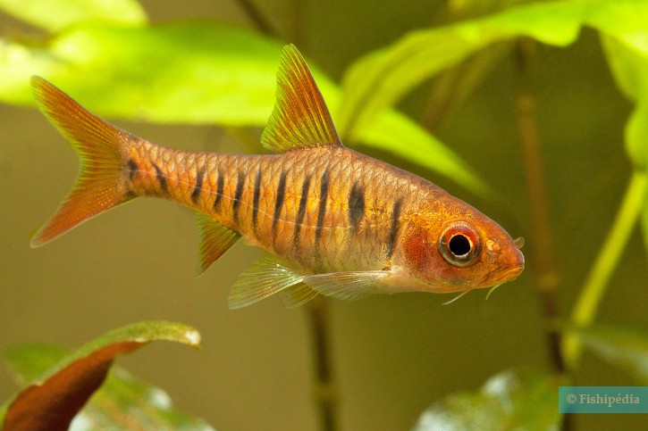 Barbus fasciolatus