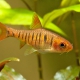 picture of Barbus fasciolatus