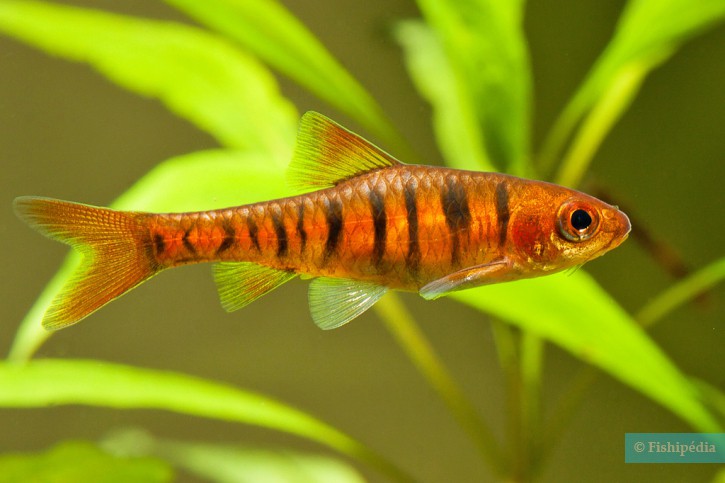 Barbus fasciolatus