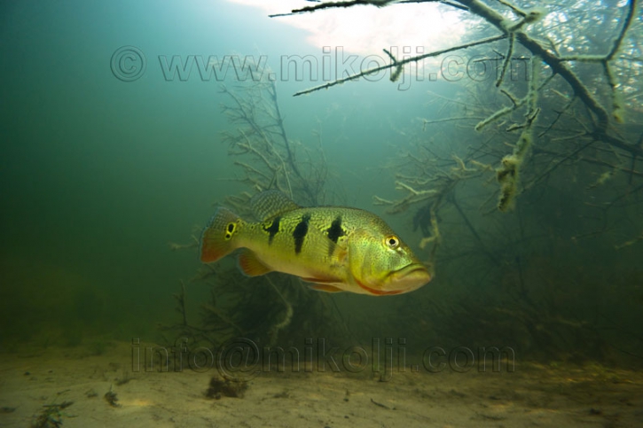 Cichla orinocensis