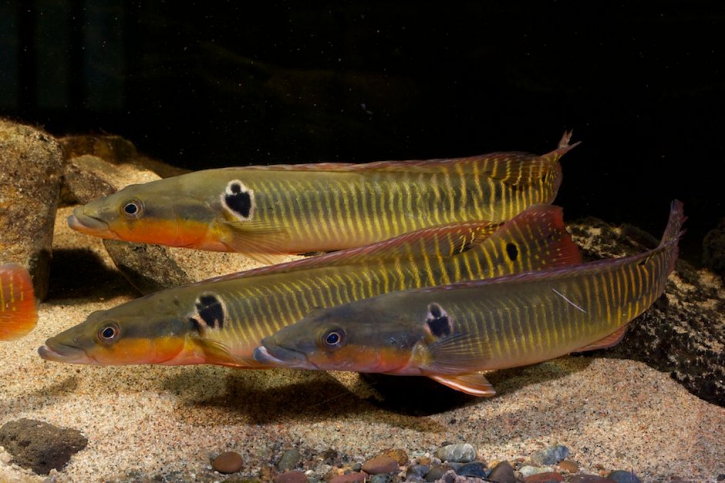 Crenicichla zebrina