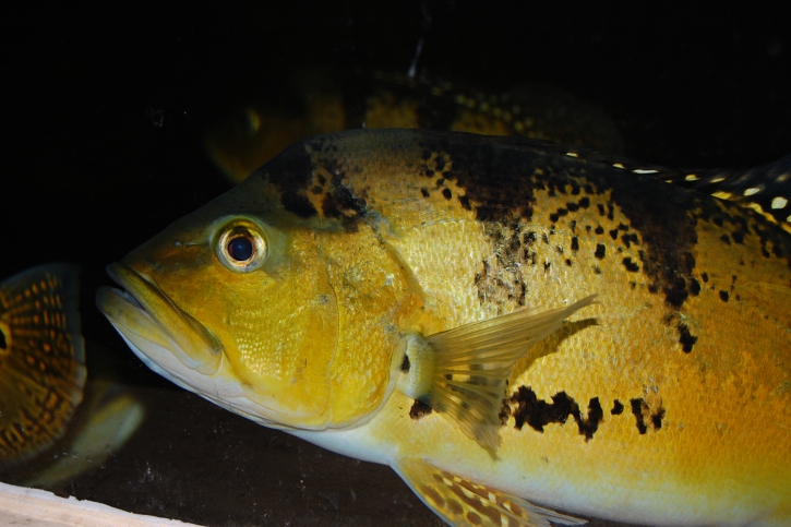 Cichla kelberi