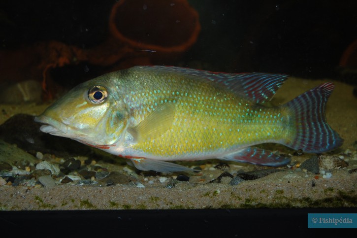 Retroculus xinguensis