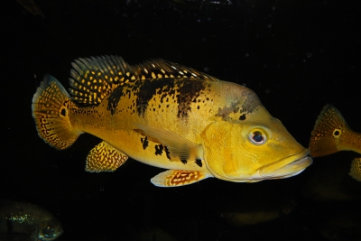 Cichla kelberi Cichlidae