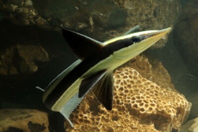 Echeneis naucrates Echeneidae