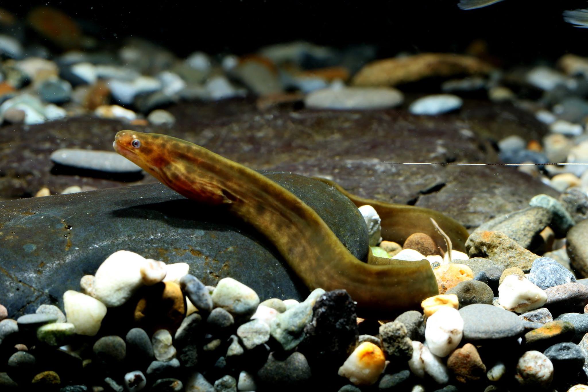 Gymnothorax