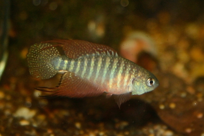Hypsolebias sertanejo "Itacarambi" Cynolebiidae