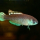 picture of Austrolebias toba