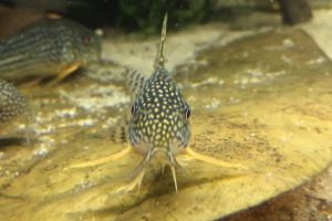 Corydoras sterbai