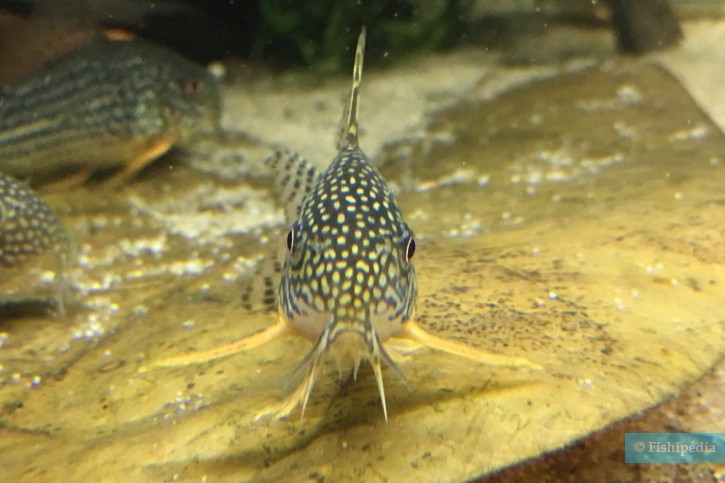 Corydoras sterbai