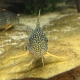 picture of Corydoras sterbai