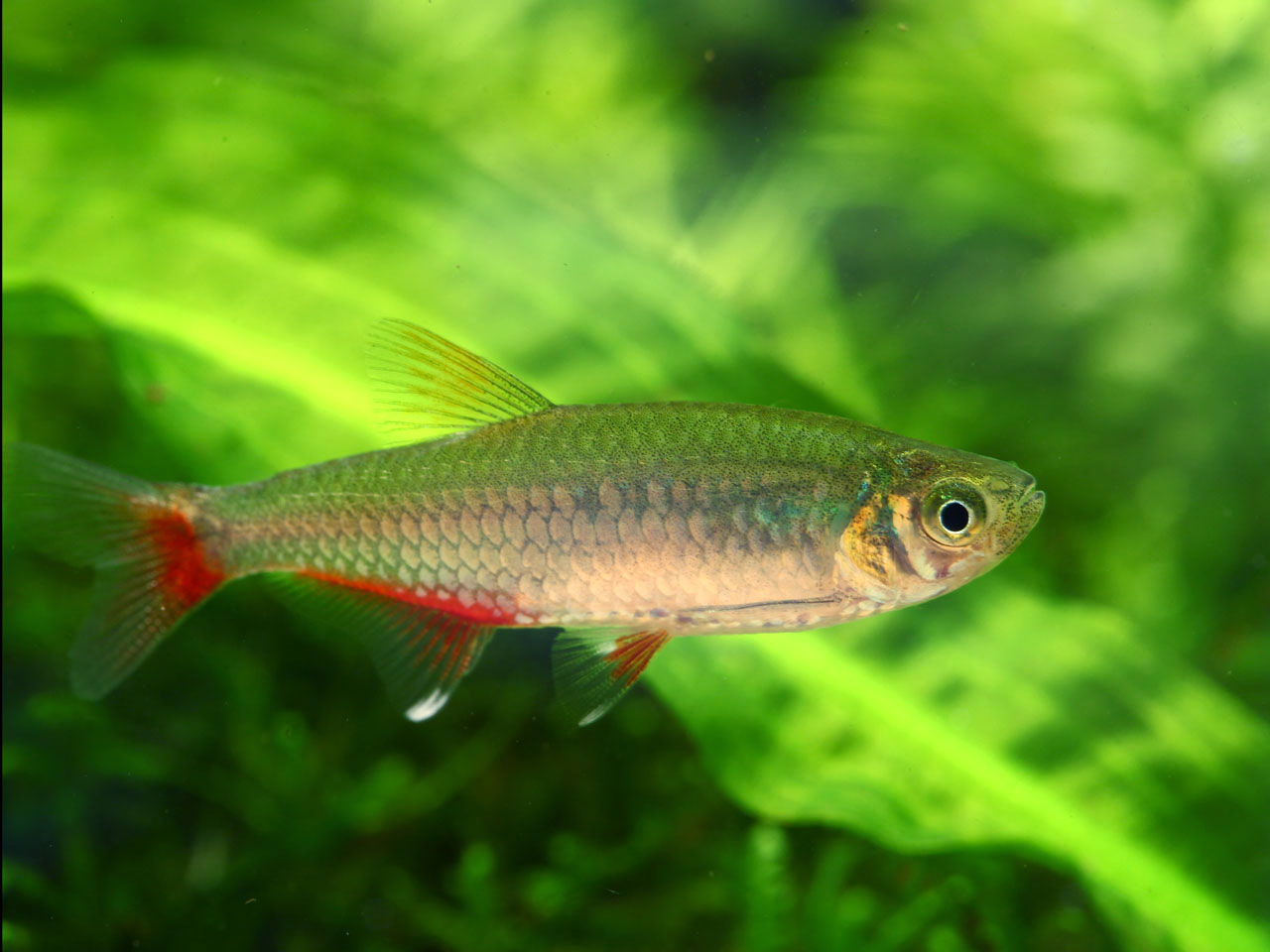 Aphyocharax anisitsi