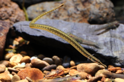 Microphis retzii Syngnathidae
