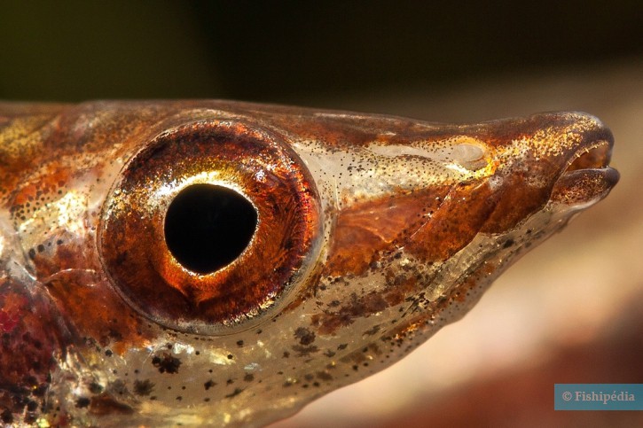 Nannostomus eques
