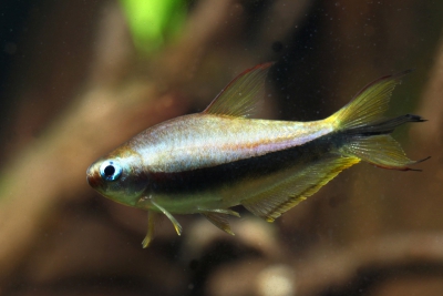 Nematobrycon palmeri Characidae
