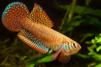 Nematolebias papilliferus Cyprinodontidae