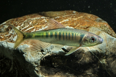 Opsariichthys evolans Xenocyprididae