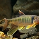 picture of Opsariichthys pachycephalus