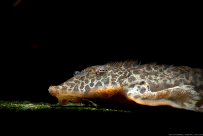 Hemiloricaria melini Loricariidae