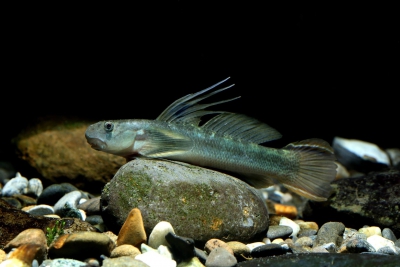 Sicyopterus longifilis Gobiidae