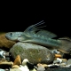 picture of Sicyopterus longifilis